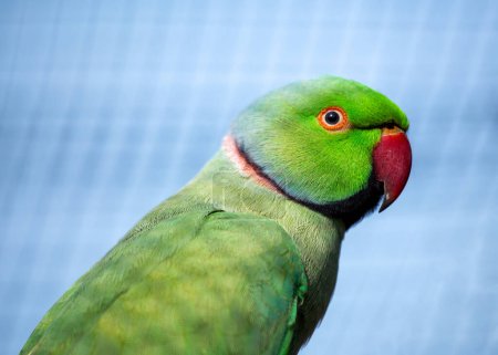 Photo for Charming Rose-ringed Parakeet, Psittacula krameri, adding vibrant hues to the Indian landscapes, known for its distinctive rose-colored collar. - Royalty Free Image