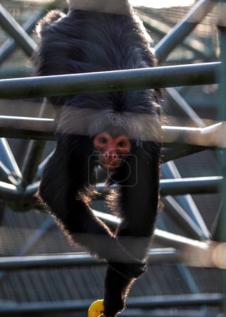 Foto de Endearing Red-face Spider Monkey, Ateles paniscus, balanceándose a través de los frondosos dosel de las selvas tropicales sudamericanas, mostrando sus características expresivas. - Imagen libre de derechos