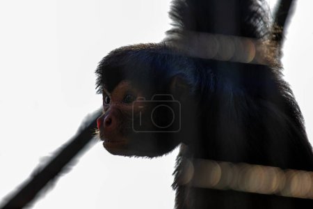Foto de Endearing Red-face Spider Monkey, Ateles paniscus, balanceándose a través de los frondosos dosel de las selvas tropicales sudamericanas, mostrando sus características expresivas. - Imagen libre de derechos