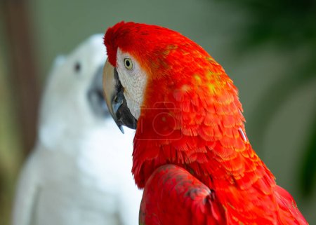 Photo for Vibrant Scarlet Macaw, Ara macao, soaring through the colorful canopies of South American rainforests, showcasing its brilliant scarlet plumage. - Royalty Free Image