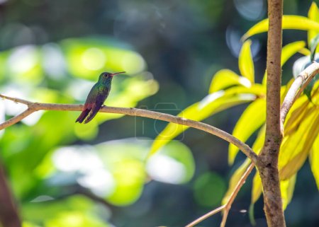 Photo for Graceful Rufous-tailed Hummingbird, Amazilia tzacatl, hovering and sipping nectar in the vibrant landscapes of Central America, showcasing its iridescent plumage. - Royalty Free Image