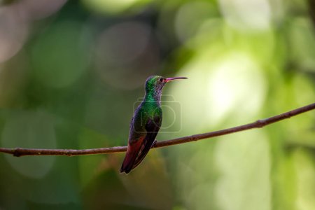 Photo for Graceful Rufous-tailed Hummingbird, Amazilia tzacatl, hovering and sipping nectar in the vibrant landscapes of Central America, showcasing its iridescent plumage. - Royalty Free Image
