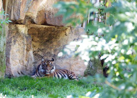 Foto de Majestuoso Tigre Malayo, Panthera tigris jacksoni, merodeando por las selvas malasias, mostrando su poderosa presencia y distintivo abrigo a rayas. - Imagen libre de derechos