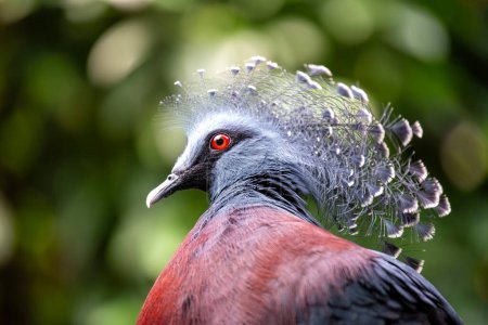 Foto de Elegante Victoria Paloma Coronada, Goura victoria, ostentando su corona única de plumas en los exuberantes bosques de Papúa Nueva Guinea, un símbolo de la realeza aviar. - Imagen libre de derechos