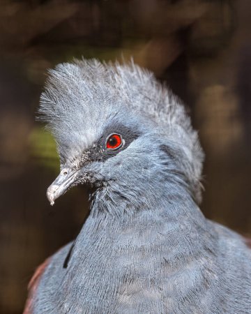 Foto de Elegante Victoria Paloma Coronada, Goura victoria, ostentando su corona única de plumas en los exuberantes bosques de Papúa Nueva Guinea, un símbolo de la realeza aviar. - Imagen libre de derechos