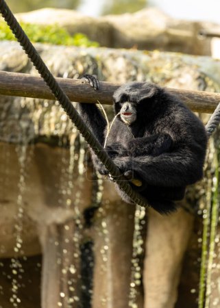 Foto de Graceful Siamang Gibbon, Symphalangus syndactylus, serenata las copas de los árboles de las selvas tropicales del sudeste asiático con sus llamadas melódicas y su distintivo saco de garganta. - Imagen libre de derechos
