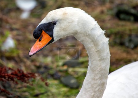 Photo for Elegant adult white swan (Cygnus olor) graces Dun Laoghaire, Dublin. A regal presence amid the serene beauty of Irish landscapes. - Royalty Free Image