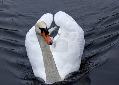 Téléchargez les photos : Grâces élégantes cygne blanc (Cygnus olor) adulte Dun Laoghaire, Dublin. Une présence royale au milieu de la beauté sereine des paysages irlandais. - en image libre de droit