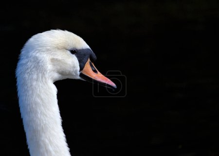 Photo for Elegant adult white swan (Cygnus olor) graces Dun Laoghaire, Dublin. A regal presence amid the serene beauty of Irish landscapes. - Royalty Free Image