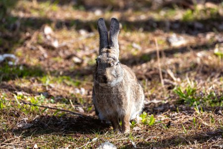 Foto de Encuentro con un conejo europeo salvaje (Oryctolagus cuniculus) en Casa de Campo, Madrid. Encanto de la naturaleza en medio de paisajes españoles. - Imagen libre de derechos