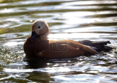 Photo for The Ruddy Shelduck, Tadorna ferruginea, spotted in Bhutan's Paro Valley, is a medium-sized waterfowl with a distinctive rust-colored plumage and a bright orange bill, often seen in wetlands and riversides. - Royalty Free Image