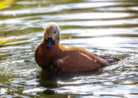 Photo for The Ruddy Shelduck, Tadorna ferruginea, spotted in Bhutan's Paro Valley, is a medium-sized waterfowl with a distinctive rust-colored plumage and a bright orange bill, often seen in wetlands and riversides. - Royalty Free Image