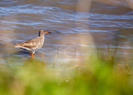 Photo for The Redshank, Tringa totanus, observed in Clontarf, Dublin, Ireland, is a shorebird recognized for its distinctive red legs and probing bill, commonly found along coastal wetlands. - Royalty Free Image