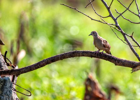 Foto de Columbina talpacoti, que se encuentra en Trinidad y Tobago, es un ave pequeña que habita en el suelo con un plumaje rojizo y una escala distintiva en su pecho, comúnmente visto en hábitats abiertos.. - Imagen libre de derechos