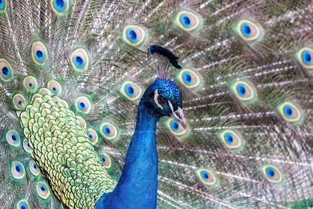 El Peafowl Común (Pavo cristatus), comúnmente conocido como el pavo real, que se encuentra en Delhi, India, es famoso por su plumaje extravagante y majestuosa exhibición de la cola, que simboliza la belleza y la gracia.