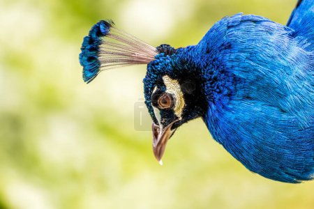 El Peafowl Común (Pavo cristatus), comúnmente conocido como el pavo real, que se encuentra en Delhi, India, es famoso por su plumaje extravagante y majestuosa exhibición de la cola, que simboliza la belleza y la gracia.