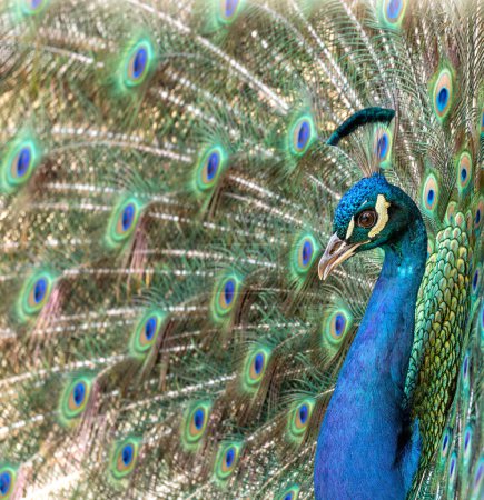 The Common Peafowl (Pavo cristatus), commonly known as the Peacock, found in Delhi, India, is famed for its extravagant plumage and majestic tail display, symbolizing beauty and grace.
