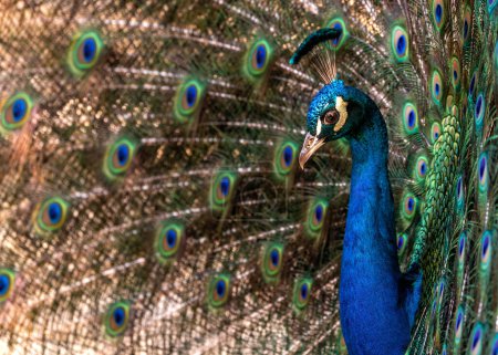 Le paon commun (Pavo cristatus), communément connu sous le nom de paon, trouvé à Delhi, en Inde, est célèbre pour son plumage extravagant et son affichage majestueux de la queue, symbolisant la beauté et la grâce.