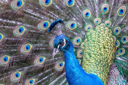The Common Peafowl (Pavo cristatus), commonly known as the Peacock, found in Delhi, India, is famed for its extravagant plumage and majestic tail display, symbolizing beauty and grace.