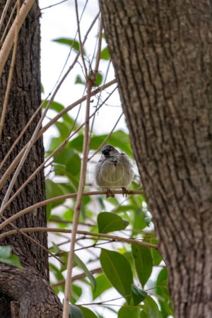 Der männliche Haussperling (Passer domesticus), der im El Retiro Park in Madrid beobachtet wurde, ist ein kleiner Vogel mit grauem und kastanienfarbenem Gefieder, der oft zwitschert und zwischen dem Laub des Parks huscht.. 