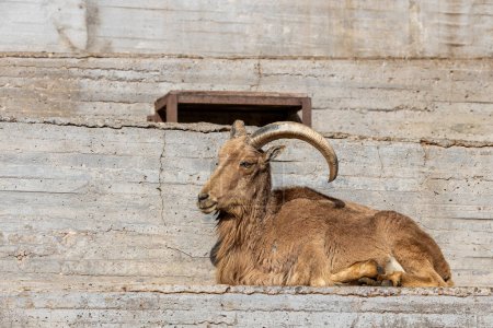 The Barbary Sheep (Ammotragus lervia) inhabits the rugged slopes of the Atlas Mountains in North Africa, recognized for its impressive horns and adaptability to arid environments. 