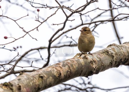 Der Buchfink (Fringilla coelebs), der im Phoenix Park, Dublin, gesichtet wurde, ist ein kleiner Passantenvogel mit buntem Gefieder, der oft Melodien von den Ästen der Bäume hört. 