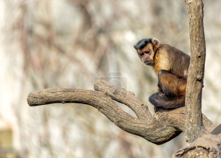 The Black-Capped Capuchin Monkey (Sapajus apella), found in Colombia, is a charismatic primate with a distinctive black crown, often seen swinging through the lush rainforests of South America.