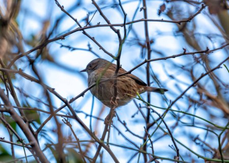 Photo for The Dunnock (Prunella modularis) sighted in National Botanic Gardens, Dublin, Ireland, is a small passerine bird with subtle brown plumage, often found foraging among garden shrubs. - Royalty Free Image