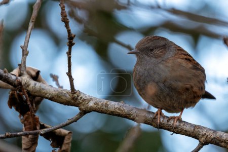 Photo for The Dunnock (Prunella modularis) sighted in National Botanic Gardens, Dublin, Ireland, is a small passerine bird with subtle brown plumage, often found foraging among garden shrubs. - Royalty Free Image