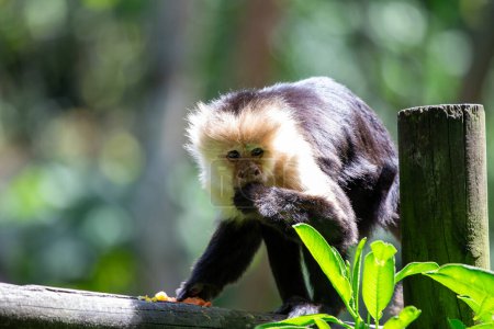 The Capuchin Monkey (Cebus capucinus) is a clever primate native to Central and South America, known for its dexterous hands and intelligent problem-solving skills. 