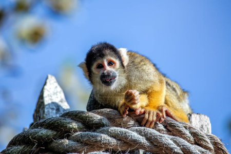 The Bolivian Squirrel Monkey (Saimiri boliviensis) is a small primate native to Bolivia, known for its playful behavior and vibrant fur. 