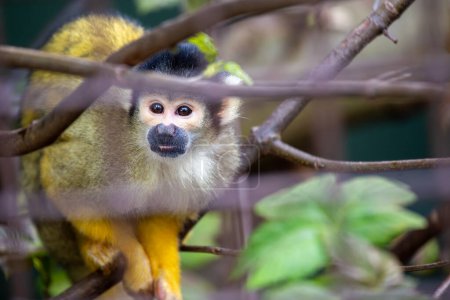 Téléchargez les photos : Le Singe écureuil bolivien (Saimiri boliviensis) est un petit primate originaire de Bolivie, connu pour son comportement ludique et sa fourrure vibrante.. - en image libre de droit