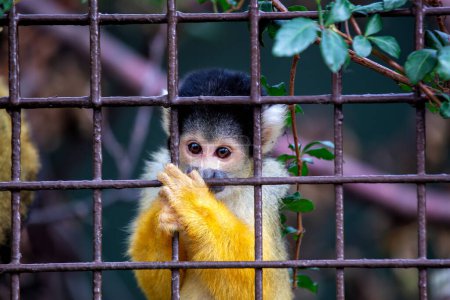 The Bolivian Squirrel Monkey (Saimiri boliviensis) is a small primate native to Bolivia, known for its playful behavior and vibrant fur. 