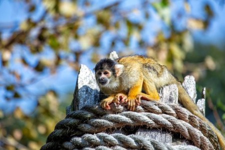 Téléchargez les photos : Le Singe écureuil bolivien (Saimiri boliviensis) est un petit primate originaire de Bolivie, connu pour son comportement ludique et sa fourrure vibrante.. - en image libre de droit