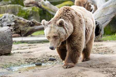 L'ours brun (Ursus arctos) est un grand carnivore présent en Eurasie et en Amérique du Nord, reconnu pour son immense taille et sa présence puissante.. 