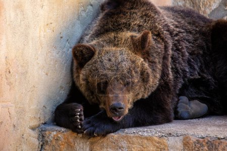 The Brown Bear (Ursus arctos) is a large carnivore found across Eurasia and North America, recognized for its immense size and powerful presence. 