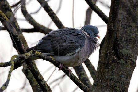 The Common Wood Pigeon (Columba palumbus) is a widespread bird species found across Europe and Asia, known for its gentle cooing call and distinctive white markings on its neck.