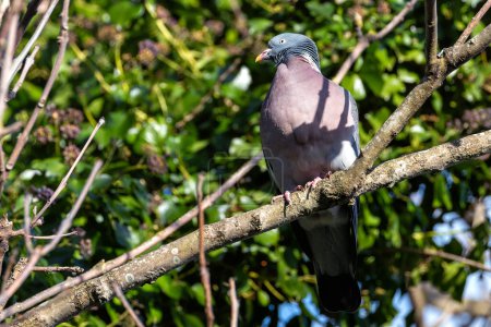 The Common Wood Pigeon (Columba palumbus) is a widespread bird species found across Europe and Asia, known for its gentle cooing call and distinctive white markings on its neck.