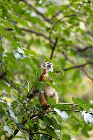 Der Eichhörnchenaffe (Saimiri sciureus) ist ein kleiner Primat, der in den Wäldern Südamerikas beheimatet ist und für seine wendigen Bewegungen und sein soziales Verhalten bekannt ist..