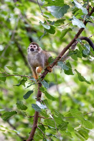 The Common Squirrel Monkey (Saimiri sciureus) is a small primate native to the forests of South America, recognized for its agile movements and social behavior.