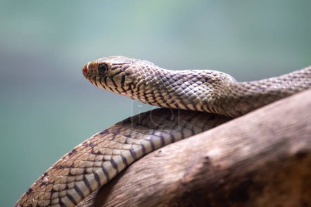 The Common Rat Snake (Pantherophis alleghaniensis) is a nonvenomous serpent often found in North America, known for its rodent-hunting prowess and adaptable nature. 