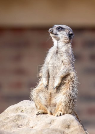Curious Meerkat basks in the warmth of Southern African savannas, epitomizing the charm of the Kalahari Desert. 