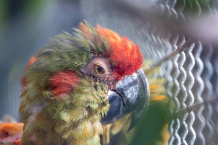 Vibrant Red-fronted Macaw perches amidst the Bolivian wilderness, a striking emblem of South American biodiversity.