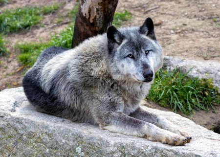 Der majestätische Graue Wolf streift durch die riesige Wildnis Nordamerikas und verkörpert den Geist der ungezähmten Wildnis. 