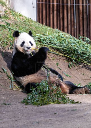 Adorable Giant Panda munches bamboo in the bamboo forests of China, symbolizing conservation efforts for this beloved species. 