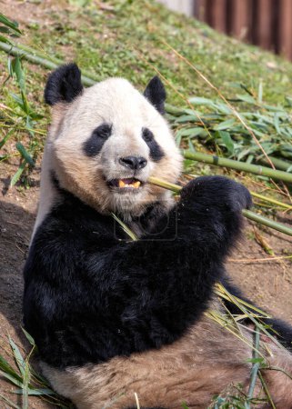 Adorable Giant Panda munches bamboo in the bamboo forests of China, symbolizing conservation efforts for this beloved species. 
