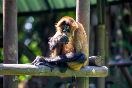 El mono araña ágil de Geoffroy se balancea a través de la exuberante selva tropical centroamericana, emblemática de su estilo de vida arbóreo. 