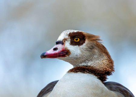 Majestic Egyptian Goose roaming amidst the serene surroundings of El Retiro Park, Madrid.