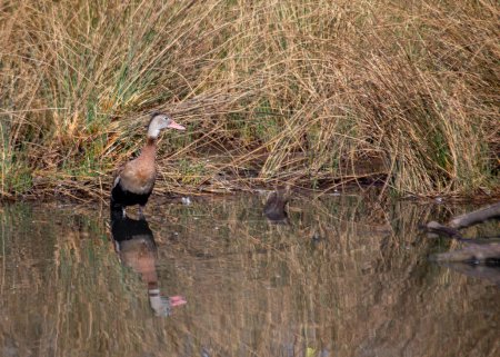 Graceful Black-bellied Whistling Duck graces North American wetlands, its distinctive call echoing across marshy landscapes. 