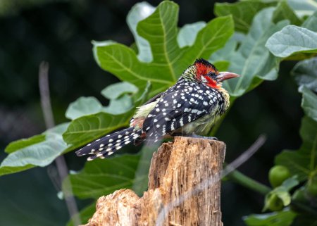 Striking Red-and-yellow Barbet brightens the landscapes of Sub-Saharan Africa with its vibrant plumage and melodious calls. 